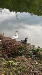 stork in nest