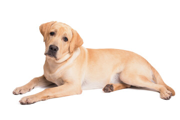 Wall Mural - Cute labrador retriever dog lying on white background