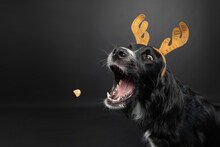 Christmas Portrait Of A Black Dog Wearing Reindeer Antlers Catching A Treat On A Black Background.