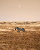 Fototapeta Zebra - Group of zebras in the african savanna