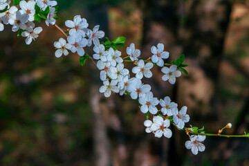 Beautiful blooming apricot tree branches with white flowers growing in a garden. Spring nature background.