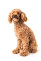 Canvas Print - Red poodle isolated on white background