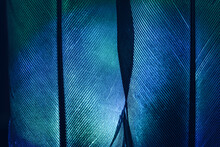 Bird Feather Neon Multi Colored Light. Beautiful Background Pattern Texture For Design. Macro Photography View.