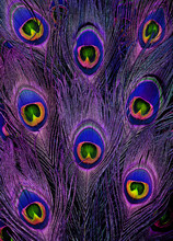 Bright Blue And Purple Peacock Feathers In A Full Frame Image In A Trendy Design