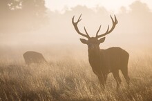 Silhouette Of The Deer