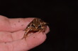  A small agile frog (Rana dalmatina) held in hand