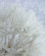 Dandelion Seeds With Water Drops Bokeh Macro Background