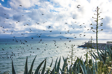 Poster - Piombino e la sua costa