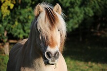 Beautiful Head Portrait From A Fjord Horse On The Paddock