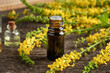 Essential oil bottle with fresh blooming agrimony plant
