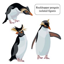 Figures Of A Southern American Rockhopper Penguin Standing, Leaning, Raising Wings