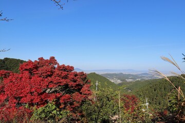 Canvas Print - 奈良県　壷阪寺の紅葉