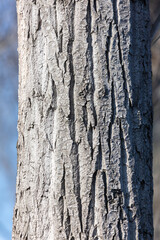 Sticker - Bark on a tree as an abstract background.