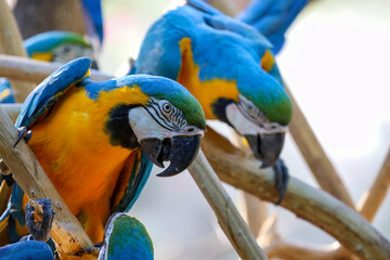 Close up haed the Blue and yellow macaw parrot bird in garden at thailand.