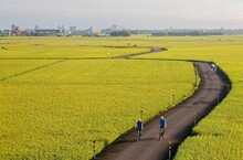 Cyclists On A Country Road Winding Through Golden Rice Fields In Ilan (Yilan) Taiwan ~ Beautiful Country Scenery Of Rice Paddy In The Season Of Golden Harvest & People Walking & Cycling On The Pathway