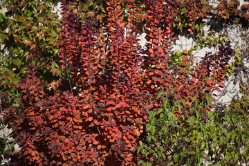 Sticker - rötlicher Herbstbaum