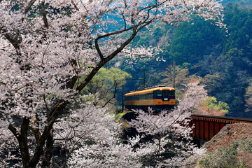 Wall Mural - A local train traveling on a bridge by a flourishing cherry blossom ( Sakura ) tree near Kawane Sasamado Station of Oigawa Railway in Shimada, Shizuoka, Japan ~ Spring scenery of Japanese countryside