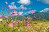 Fototapeta Las - natural flowers in the field sunny day