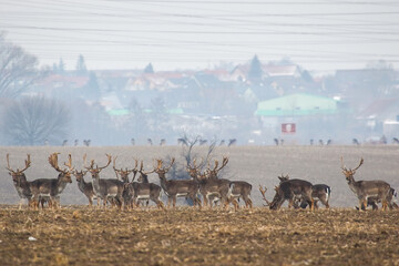 Wall Mural - group of fallow deer, dama dama, standing on meadow near the village. concept of wild animals living