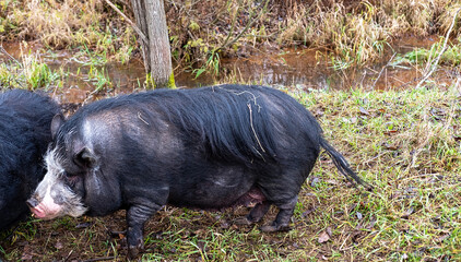 Black fat pig with fur on the green grass by the stream