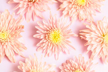 Close-up Of Pink Daisy Flowers