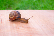 Brown Snail Crawling On A Wooden Surface Against A Background Of Green Grass, Natural Resources Of Nature