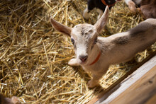 Kid Goat Alone In A Sunlit Barn