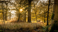 Bare Trees In The Long Grass With The Sun Shinning Through The Branches On An Autumn Day At Dunham Massey