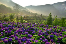 Purple Flowering Plants On Land Against Mountains