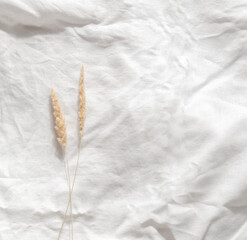 Two sprigs of reeds on white crumpled textile with empty space for text. top view. Minimal lifestyle