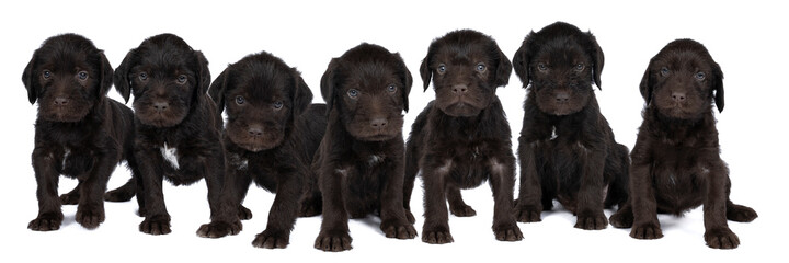 Wall Mural - Czech pointer dog or Bohemian wire dog named Cesky fousek eight - week puppy isolated on white