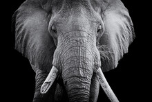 Close-up Of Elephant Against Black Background