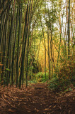 Fototapeta Sypialnia - Balade dans les bambous