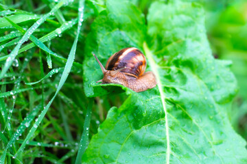 brown snail crawling on wet green leaf after rain, animals in nature