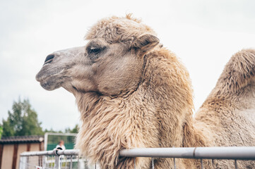 Close up of funny Bactrian camel in Karelia zoo. Hairy camel in a pen with long light brown fur winter coat to keep them warm with two humps in captivity for entertainment.