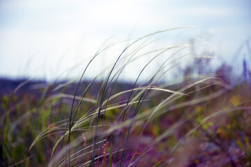 Steppe feather grass close-up. Feather grass in the steppe.