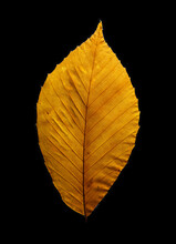 Yellow Beech Leaf