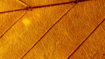 close up of a leaf