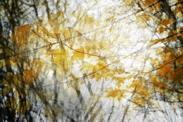 Wall Mural - golden autumn leaves as an abstract nature background due to multiple exposure, copy space