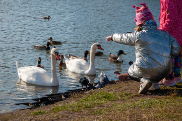 The girl points to a swan, on the shore of a pond. Two swans on the water in a sunny day.