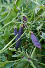 Purple pea pods and flowers in the vegetable garden.