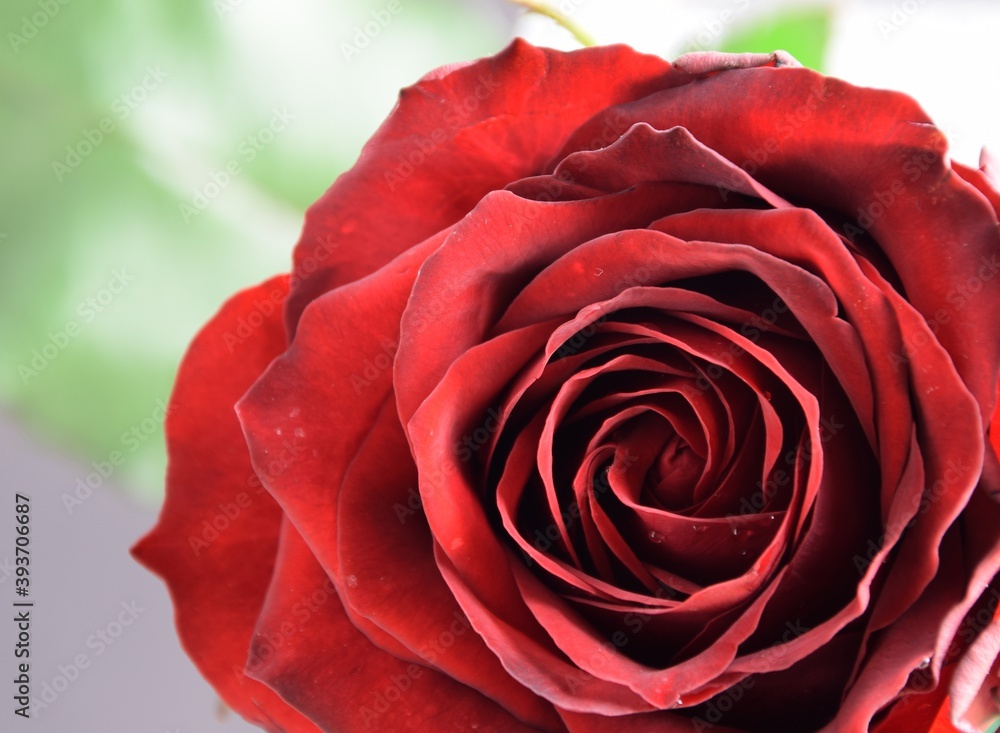 Rose velvety red valentine romantic flower background, aksamitna czerwona róża - obrazy, fototapety, plakaty 