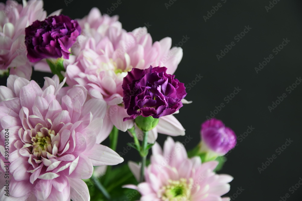 Chrysanthemums and carnations pink and violet flowers for bacground chryzantemy i goździki romantyczne i delikatne tło kwiatowe - obrazy, fototapety, plakaty 