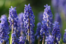 Blue Grape Hyacinth Flowers