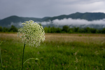 Wall Mural - Blooming Flower in Cades Cove