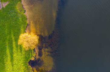 Wall Mural - Autumn lake landscape with pine trees, aerial top-down view