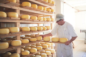 Cheese maker at the storage with shelves full of cow and goat cheese