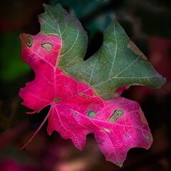 Autumn Maple Leaf