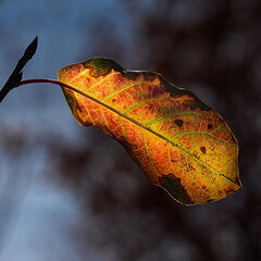 Autumn oak leaf