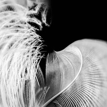 Close-up Of Feather Against Black Background